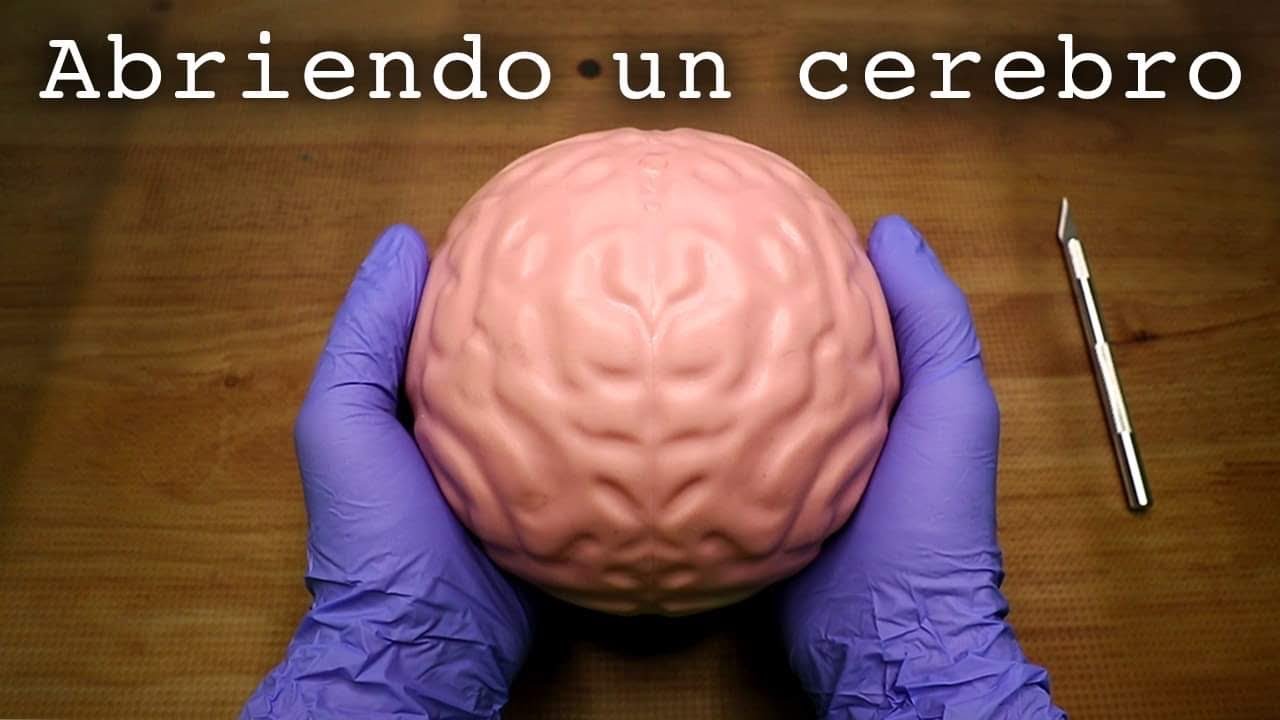 ABRIENDO UN CEREBRO!!!! (asmr y satisfactorio)