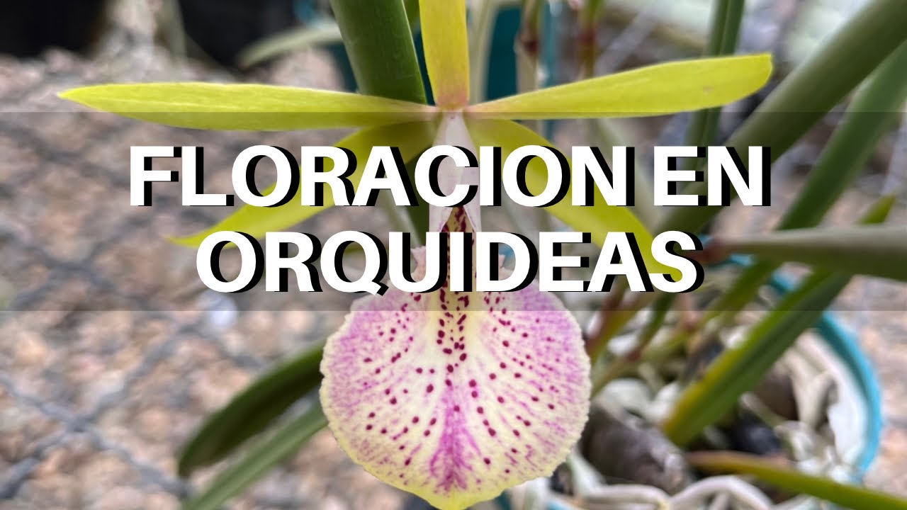 Floración de Orquídeas