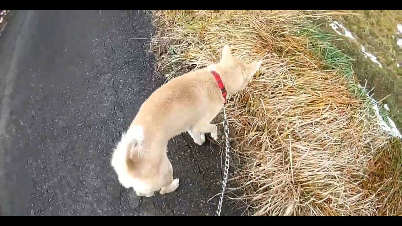 歩く嗅ぐ早歩き