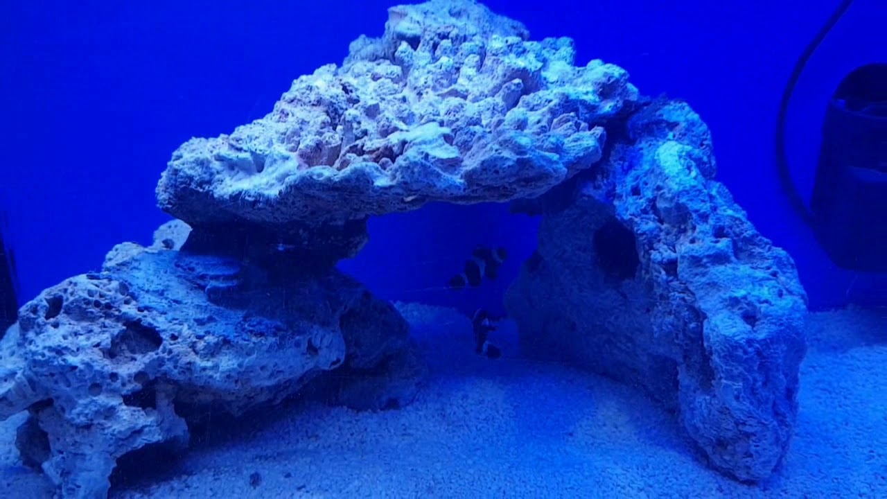 ACUARIO MARINO BARATO CAPITULO 6 Primeros peces