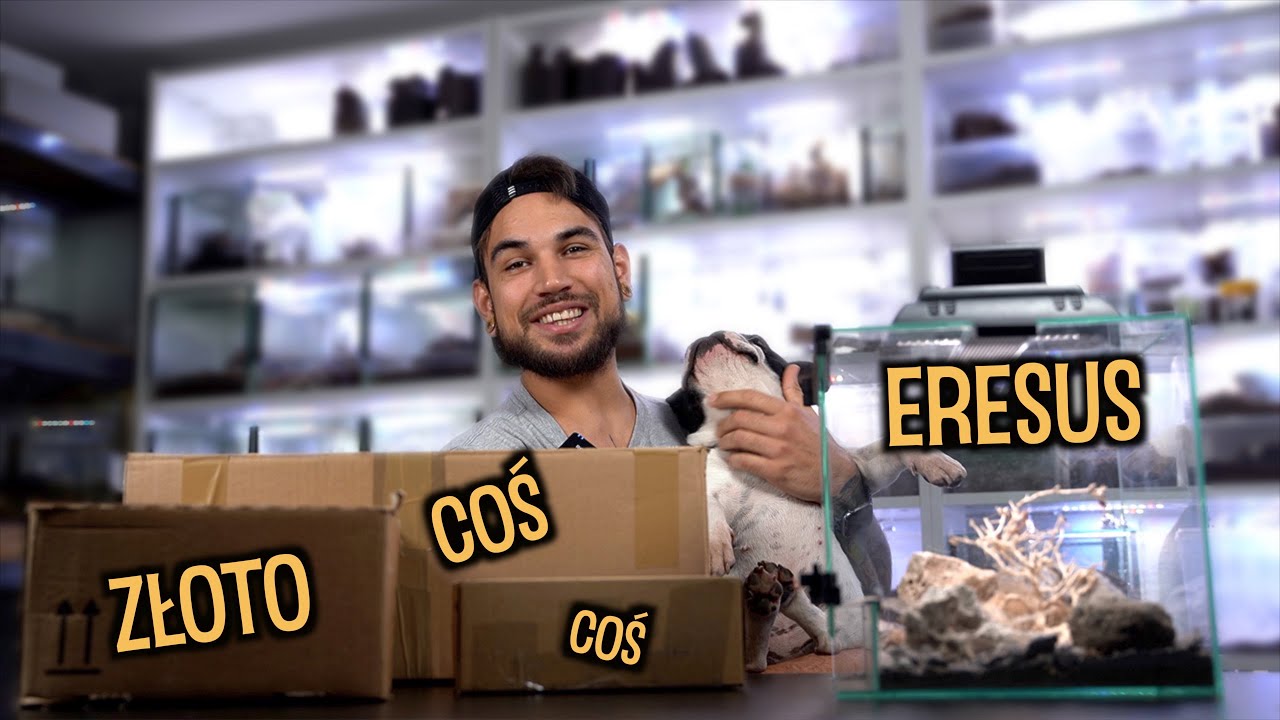 NA 600K SUB&Oacute;W Eresus kopuluje, a ja dostałem ZŁOTO 😍