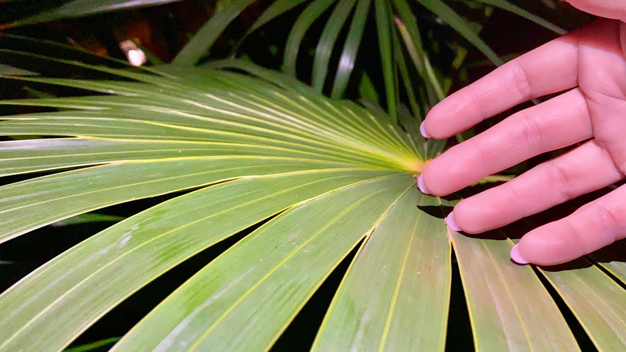 Resort ASMR After Dark 😈 Tapping & Scratching Outdoors