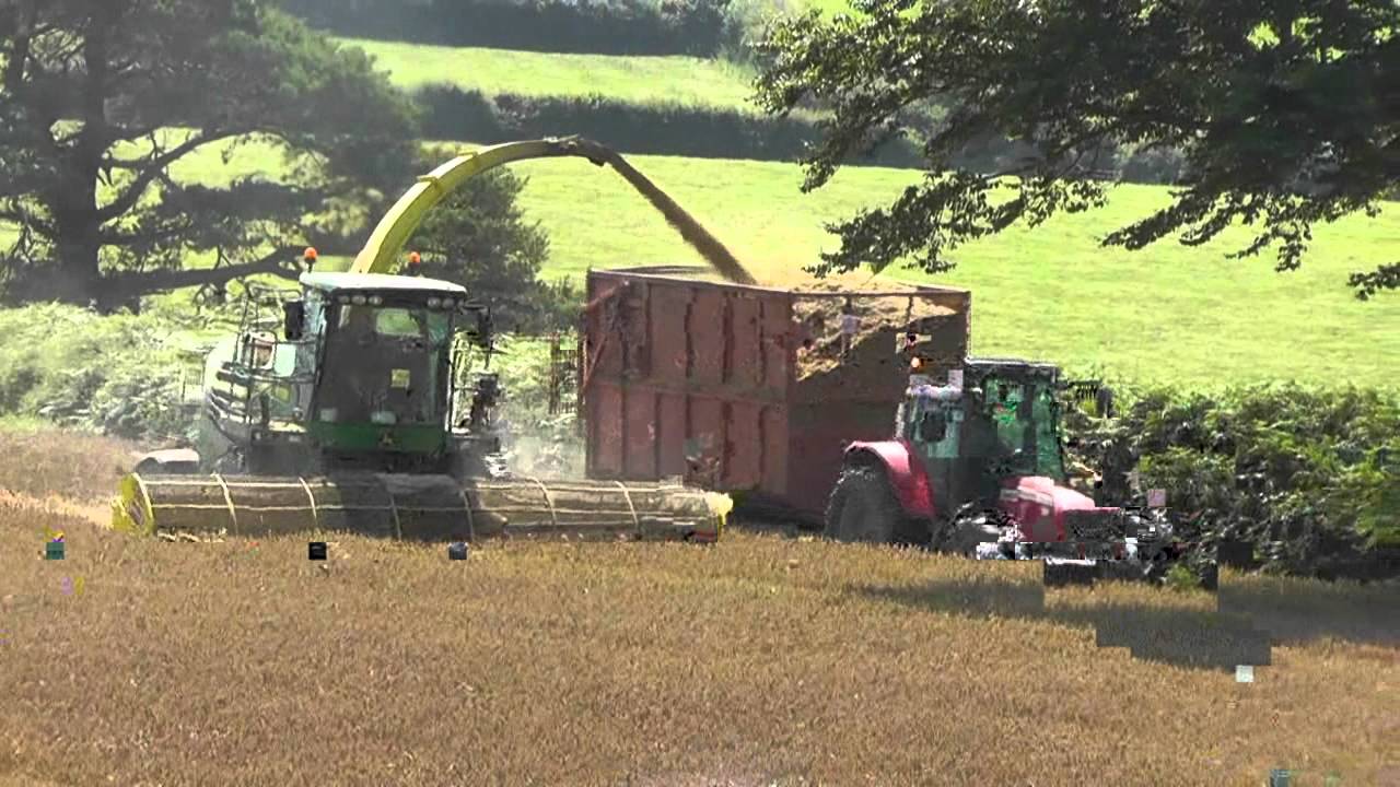 Silage 2011 - Whole Crop Wheat with DanYRheol (2)