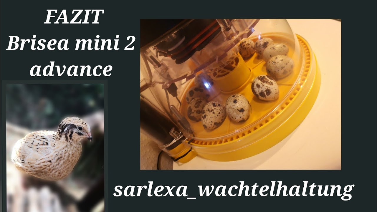 Mein Fazit zum Brinsea mini 2 advance, Wachteleier brüten