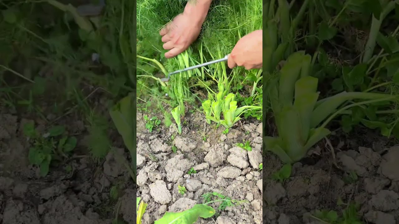 Harvesting fennel and chives in the vegetable garden#agriculture#rural life# #farming#garden