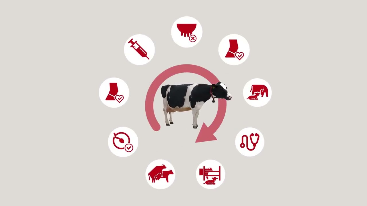 Growing Through Automation | Lely Solutions for Large Dairy Farms | Lely North America