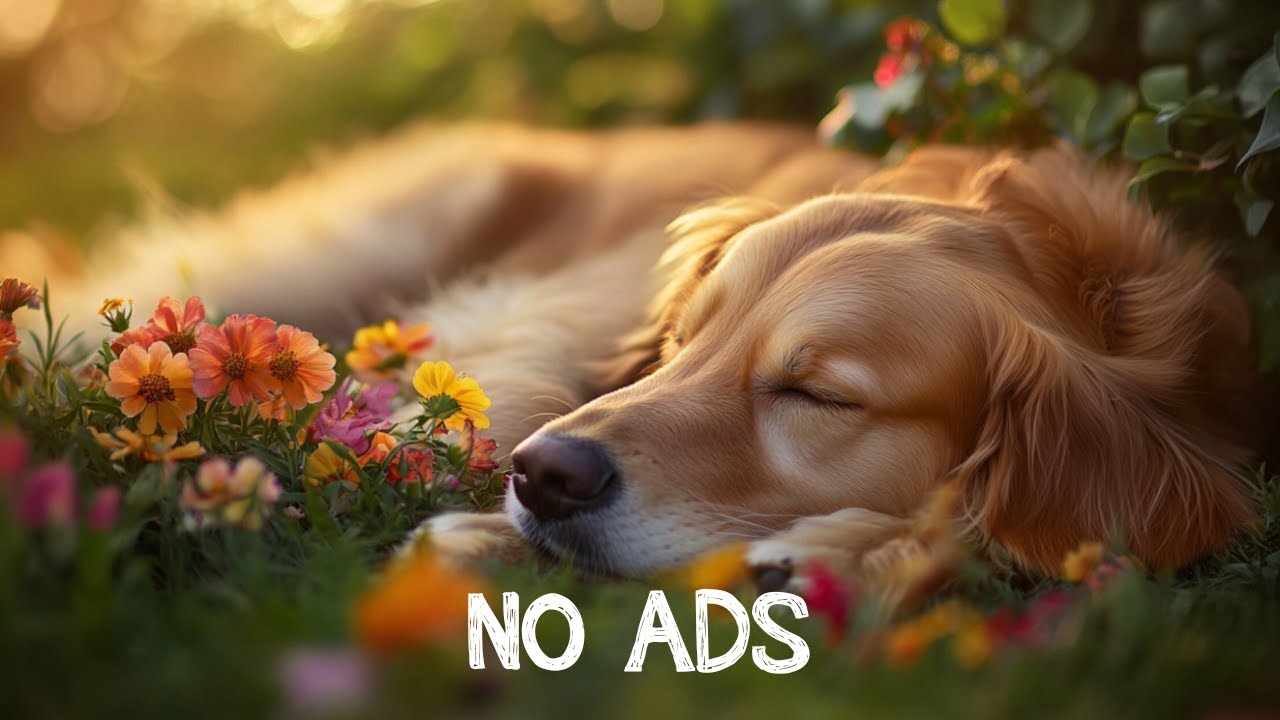 Deep sleep music for dogs🐶Anti-anxiety music for dogs🐶Music help your dog sleep after 30minutes