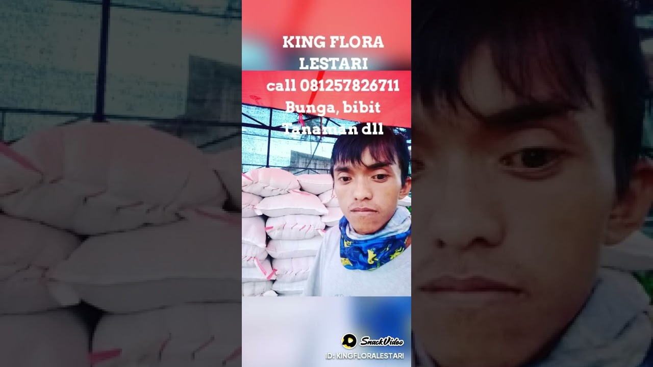 King flora lestari