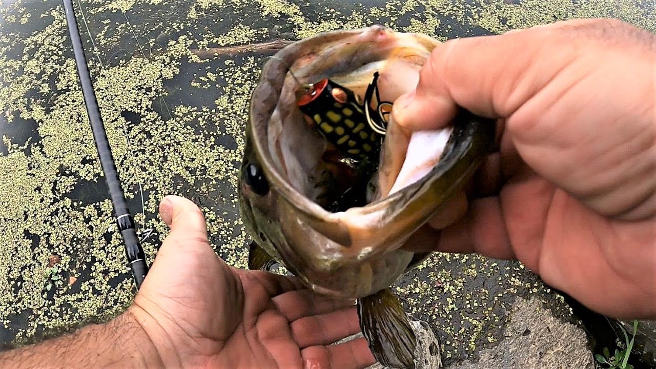 TOPWATER FROG ACTION!!! Bassfishing From Shore w/ a Booyah Poppin' Pad Crasher!