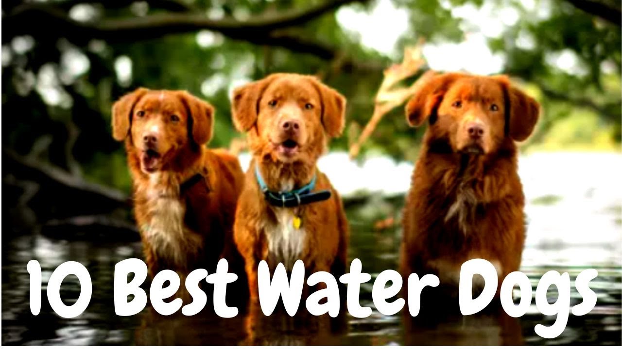 10 of the BEST Water Dog Breeds