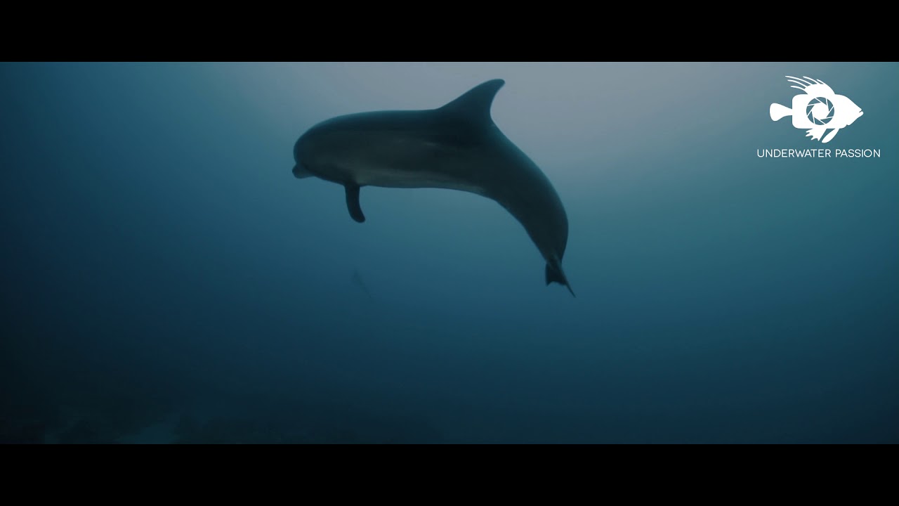 Diving in Eilat by Underwater Passion