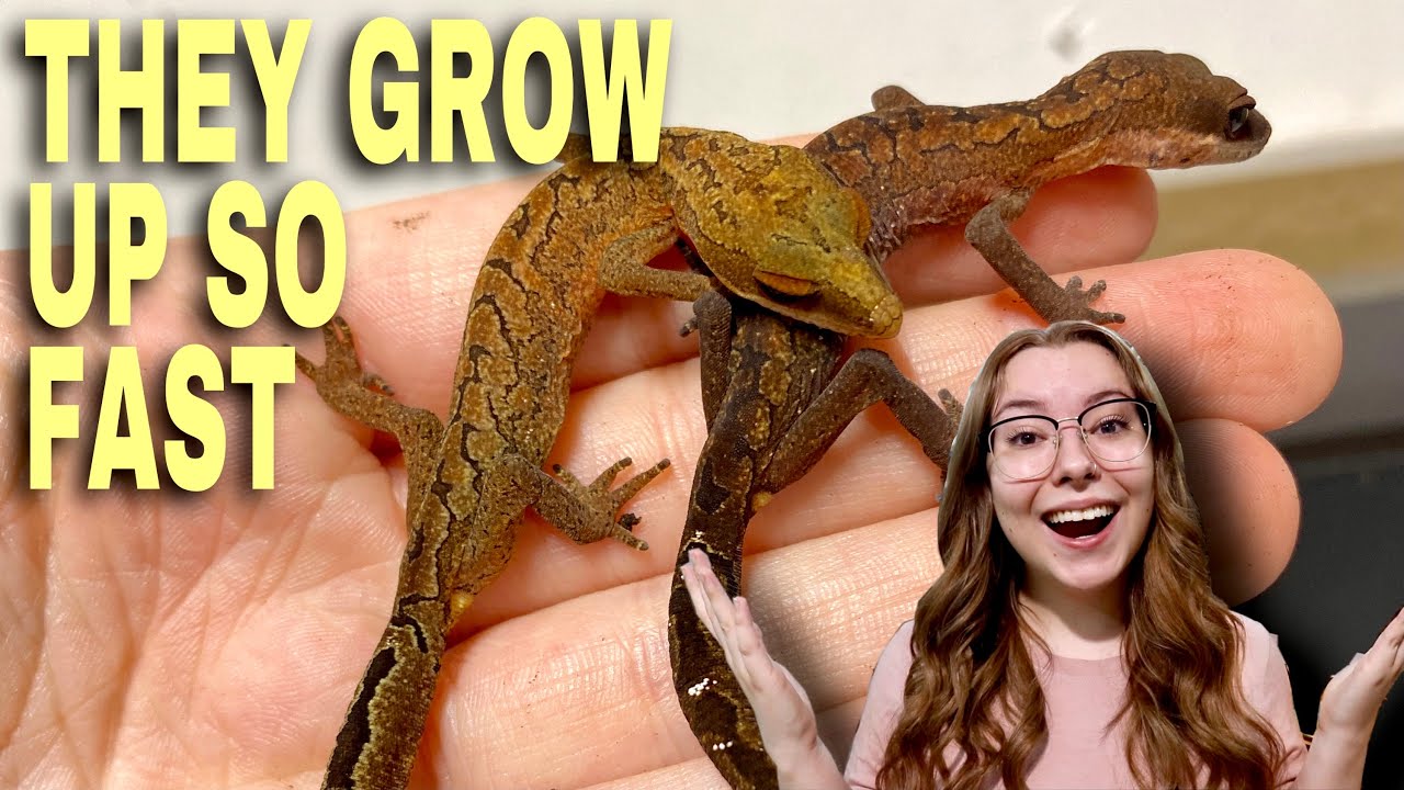 Update On My Baby Cat Geckos! Cat Gecko Breeding Project