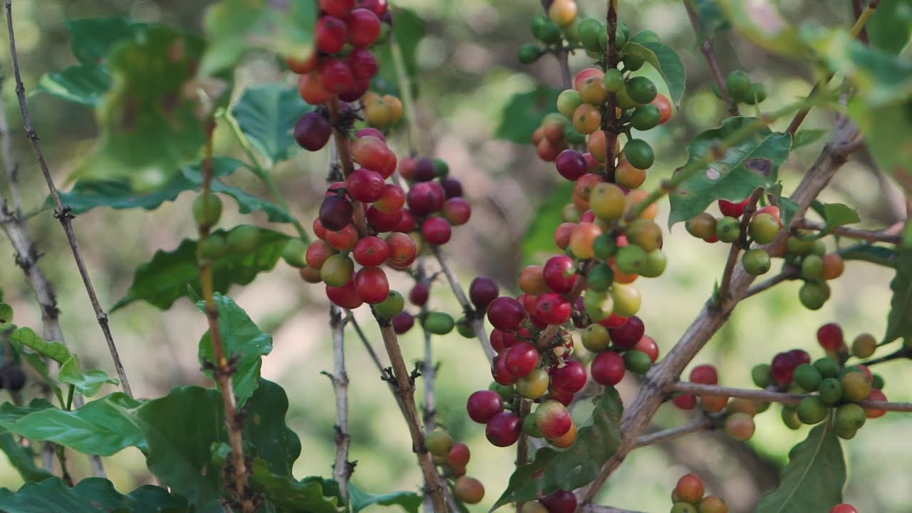 Variedades de Cafe en Puerto Rico