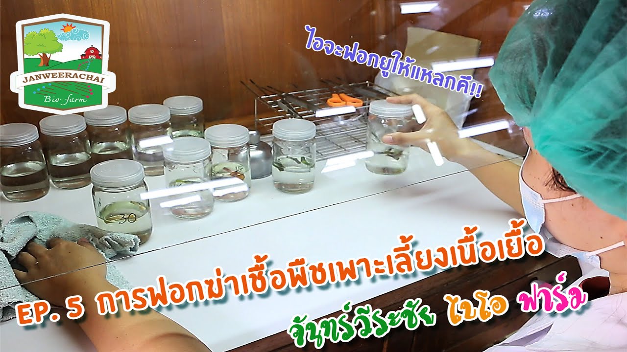 EP. 5 การฟอกฆ่าเชื้อพืชเพาะเลี้ยงเนื้อเยื่อ