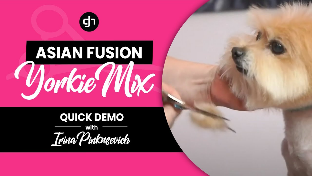 How to do an Asian Fusion Trim on a Feisty Yorkie Mix w/ Irina Pinkusevich