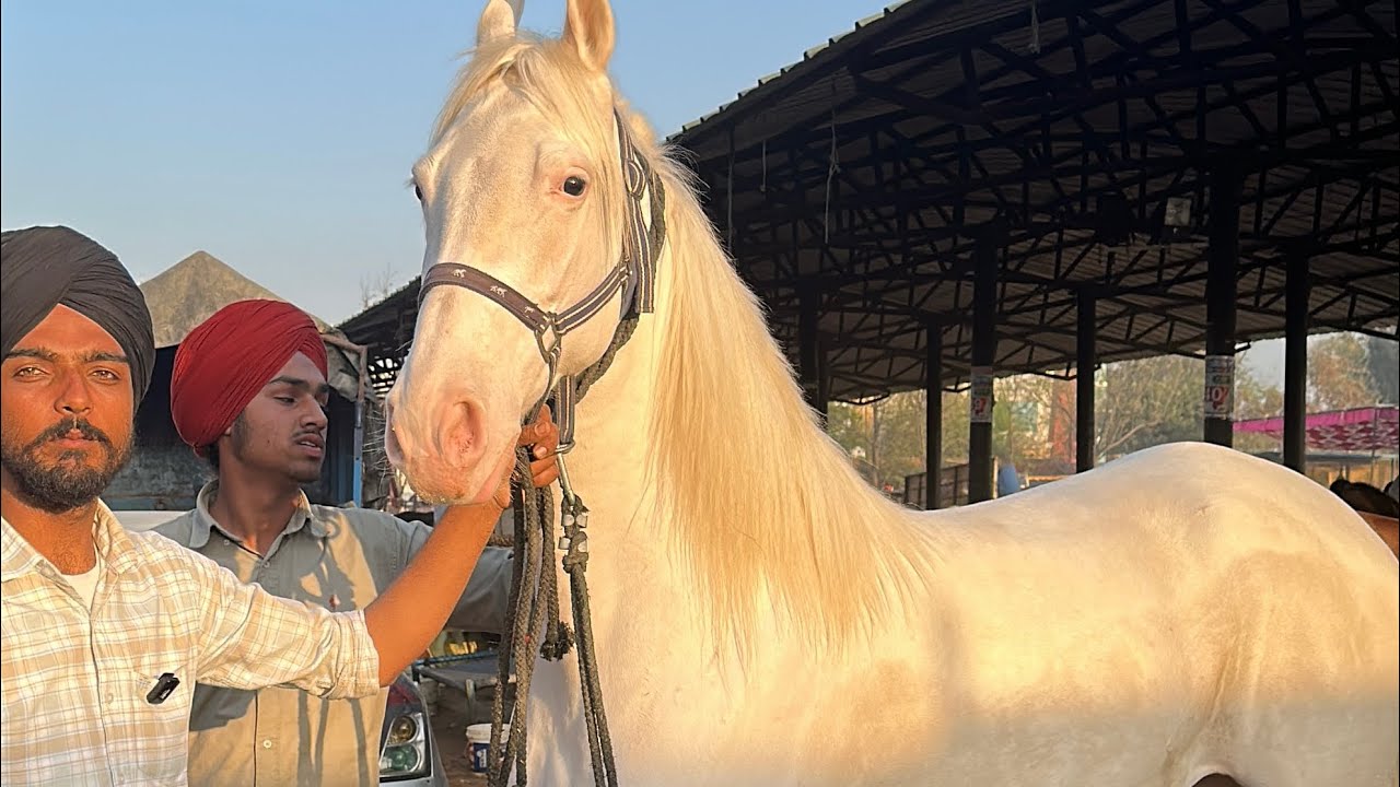 ਜਗਰਾਓ ਮੰਡੀ 2026 ਵੇਚ ਖਰੀਦ ਵਾਲੀਆ ਘੋੜੀਆ, ਫ਼ੌਜੀ ਘੋੜੇ ਦੀ ਬੱਚੀ, ਕਪਾਹ ਦੇ ਫੁੱਟ ਵਰਗੀ ਨੁੱਕਰੀ ਸ਼ਕਤੀ ਦੀ ਬੱਚੀ 
