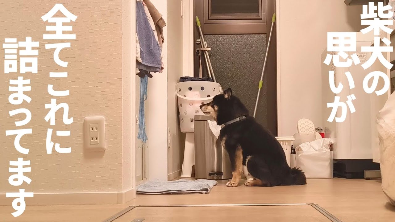 お父さんの事が好き過ぎる柴犬の可愛すぎる行動。【黒柴犬】【豆柴】【shiba inu】