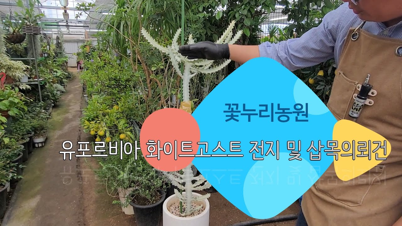 [춘천 꽃누리농원] 유포르비아 락테아 화이트고스트 전지 및 삽목의뢰건