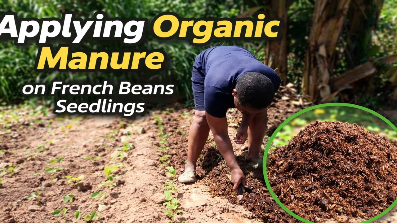 Applying Organic Manure on French Beans Seedlings | Soil Preparation & Daily Farm Work 🌱🚜