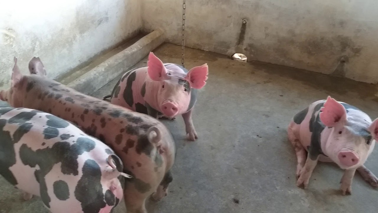 Criação de porcos Pietran do meu amigo  Edmilson só animal de alta genética🐖🐷