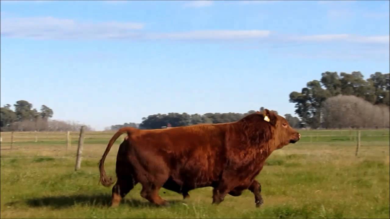 SCOTCH - Toro Angus Colorado, en Cria Ecogenética.