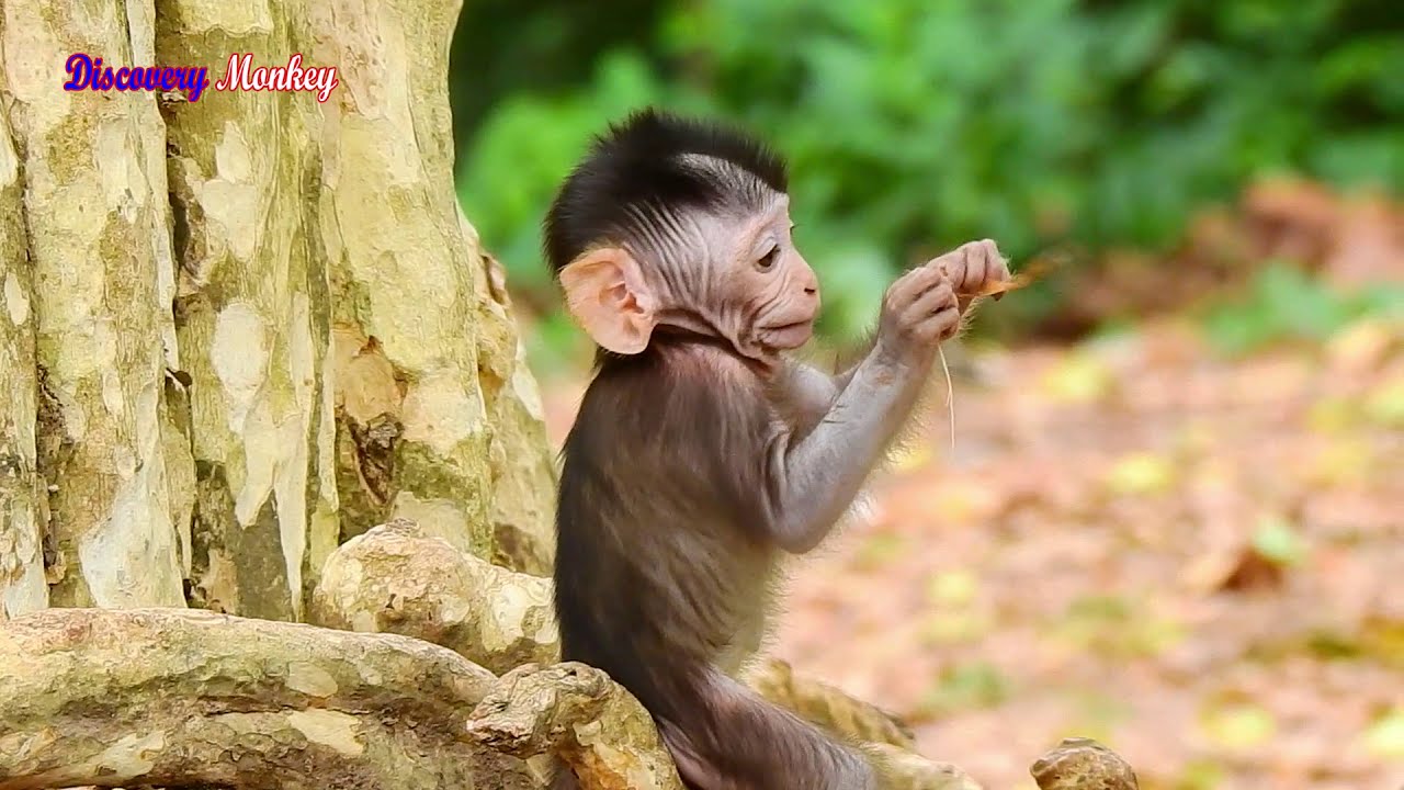 So gladly watching funny & adorable gesture of precious baby Jody before Spring monkey stealing away
