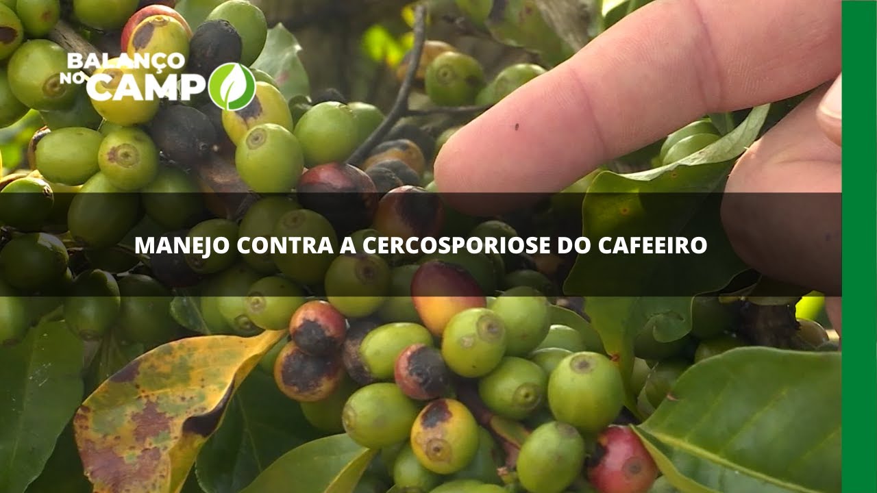 Manejo correto contra a cercosporiose do cafeeiro
