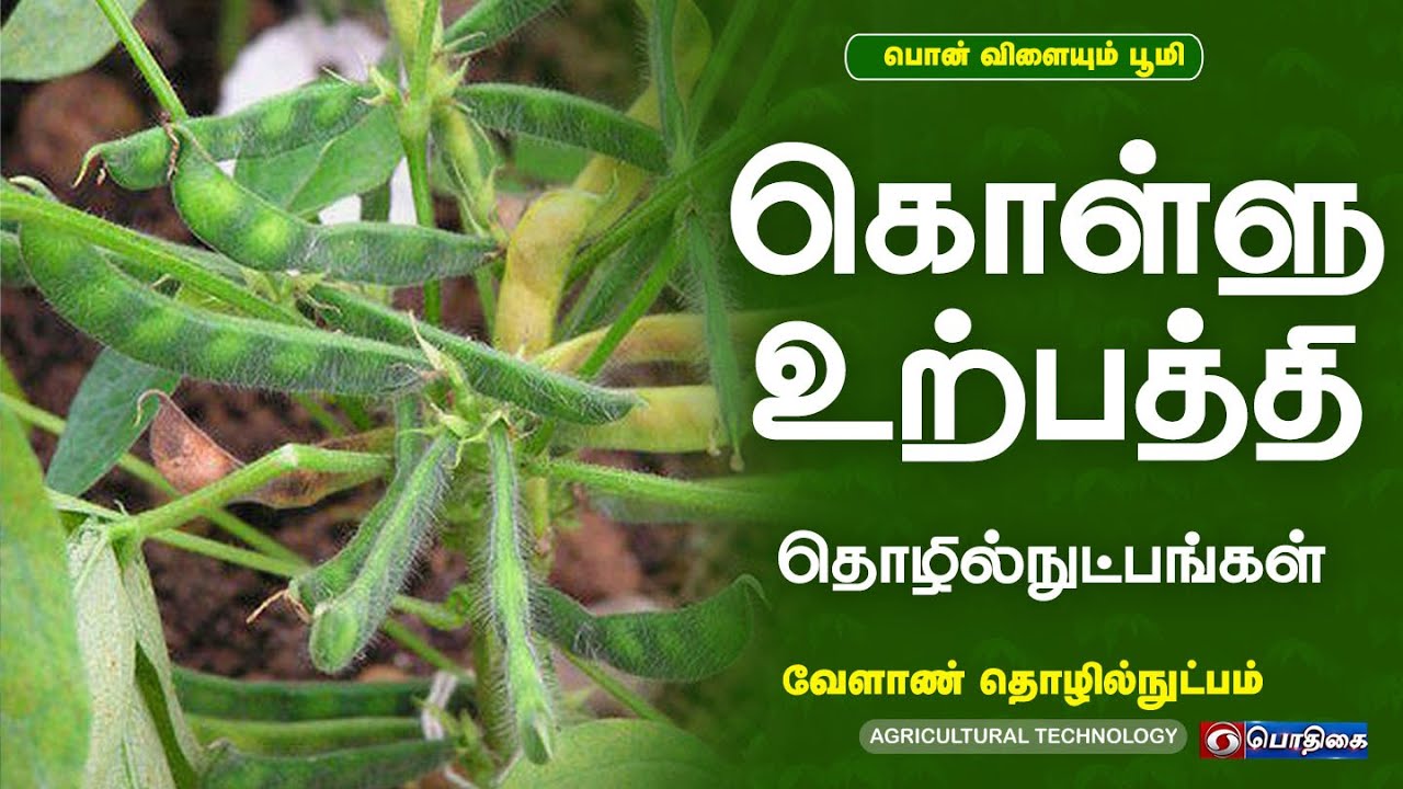 கொள்ளு உற்பத்தி தொழில்நுட்பங்கள் | வேளாண் தொழில்நுட்பம்