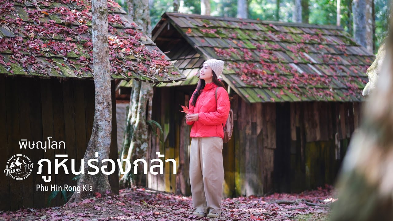 เที่ยวภูหินร่องกล้าในฤดูใบไม้เปลี่ยนสี สัมผัสลานหินปุ่ม-ผาชูธง นอนเต็นท์ท่ามกลางป่าสน | EP.175