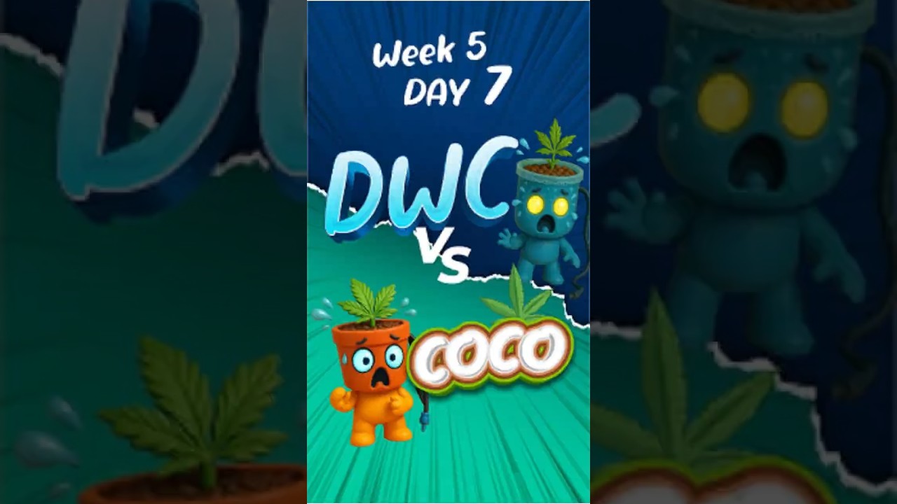 Update Week 5 Day 7  #cannabisdispensary #canabis_sativa #hydroponiccannabis