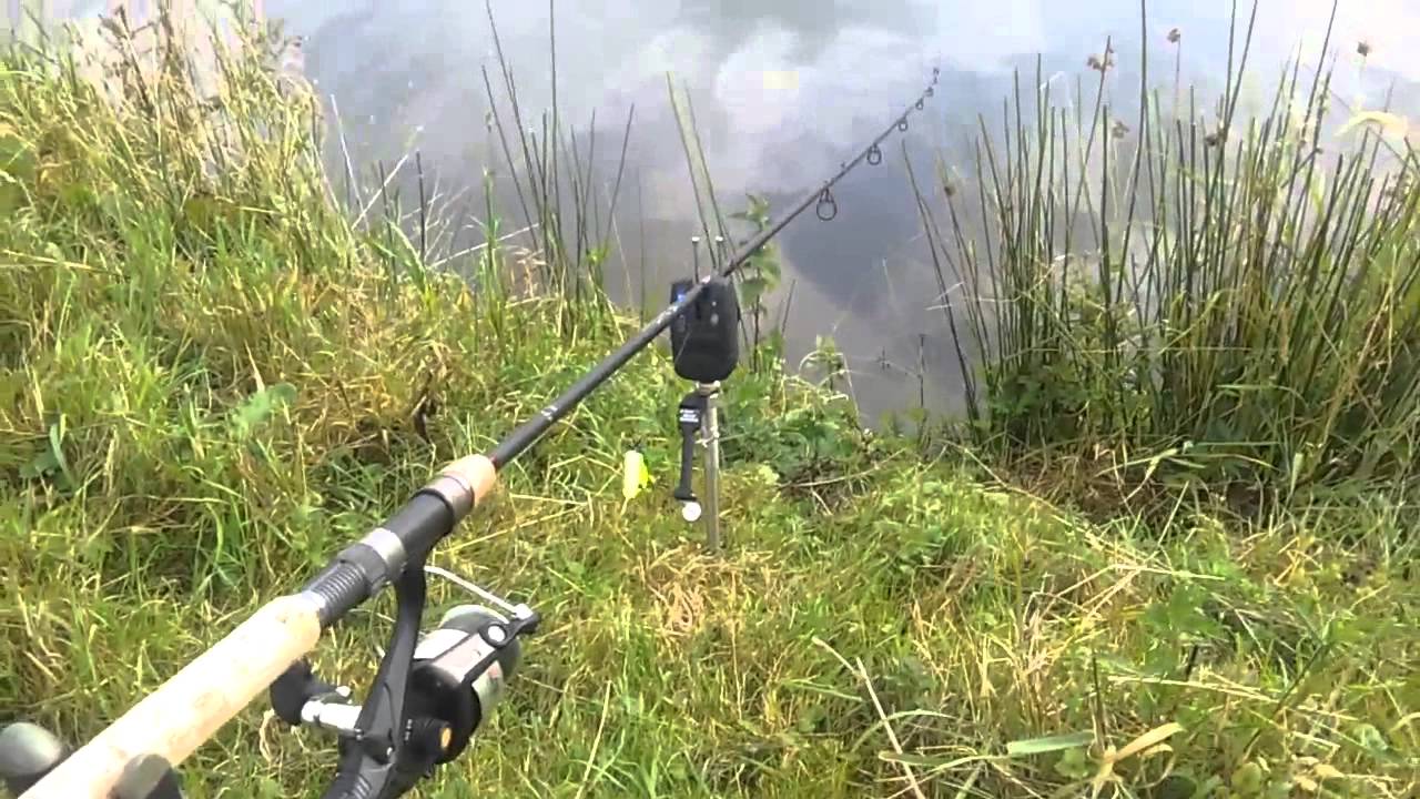 Karper aanbeet