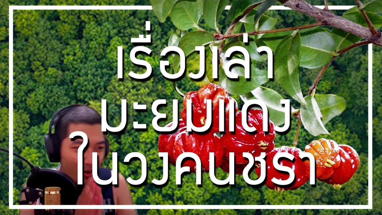 เรื่องเล่ามะยมแดงในวงคนชรา | นิทานก่อนนอนกับลุงไนท์