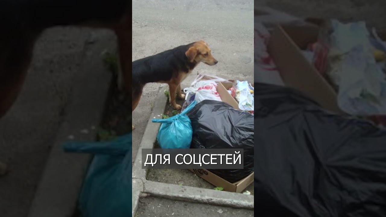 Scammers-Volunteers Make Money from Homeless Dogs