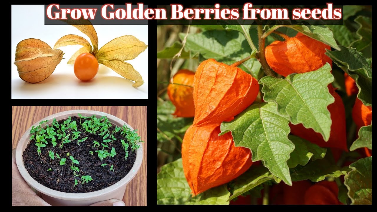 How to grow Golden Berry / Physalis / Rasbhari from seeds at home . रसभरी / मकोय घर पर कैसे उगाये ।