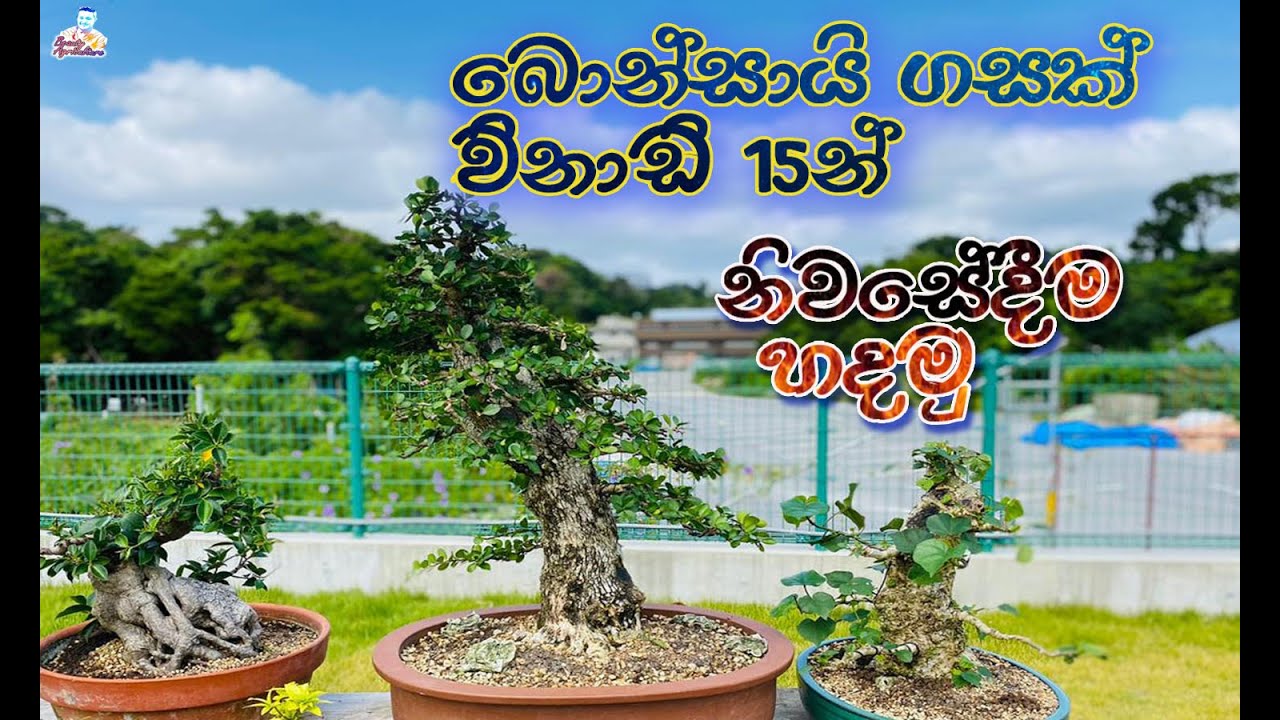 How to Create a Bonsai tree in 15 minutes at Home sinhala (part- 5)