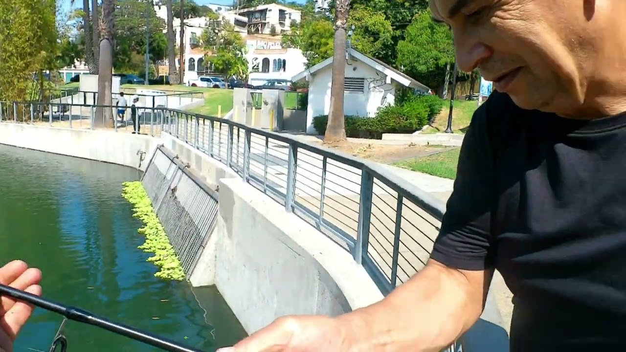 (UNEXPECTED CATCH!) Echo park fishing  A decent size CATFISH!!! 🎣🦈🎣🦈🎣🦈