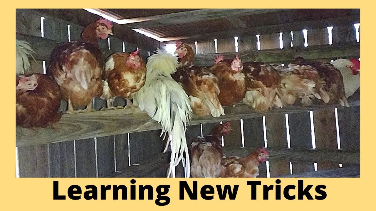 Chicken Roosting Bars Ideas
