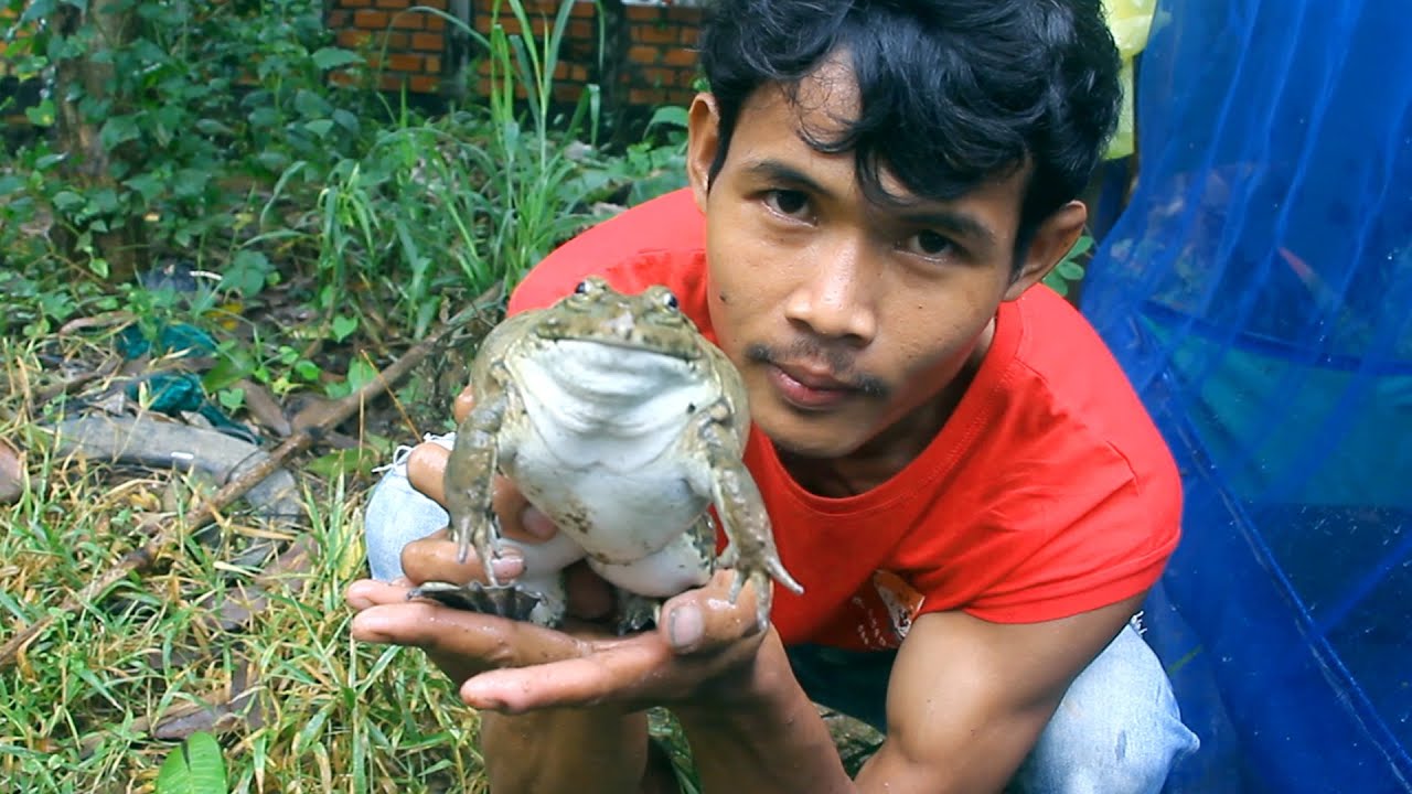 Hello All Dear Let's me go to Cooking Fried Frog Recipe