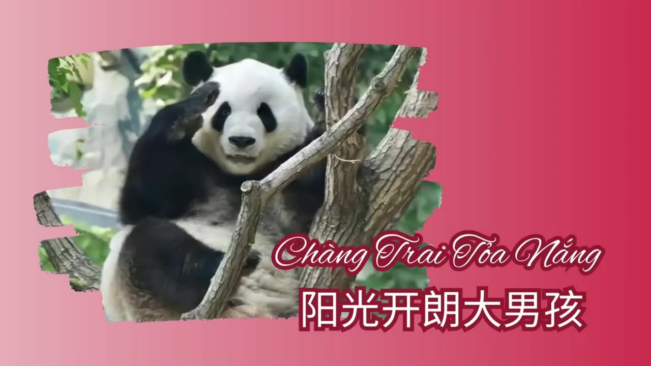 [BambooPanda☆] [Vietsub | Menglan BGM] Chàng trai tỏa nắng -  Quái Giả Linh Phong | 阳光开朗大男孩 - 卦者灵风