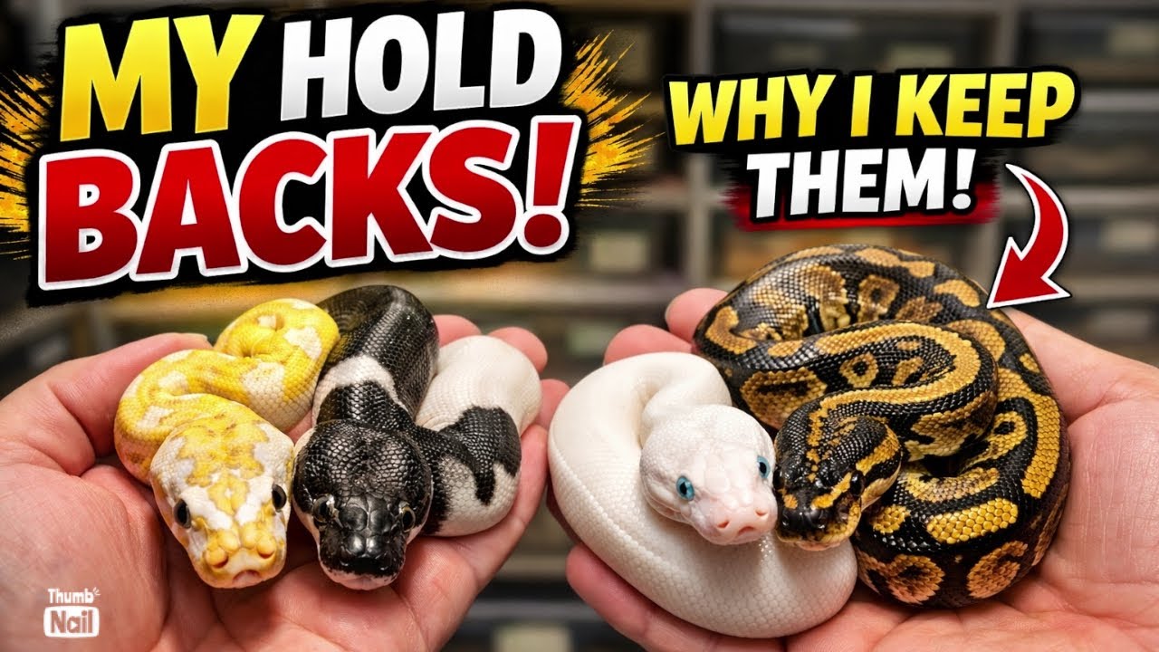 Why I’m Keeping These Ball Pythons (Holdbacks Revealed)