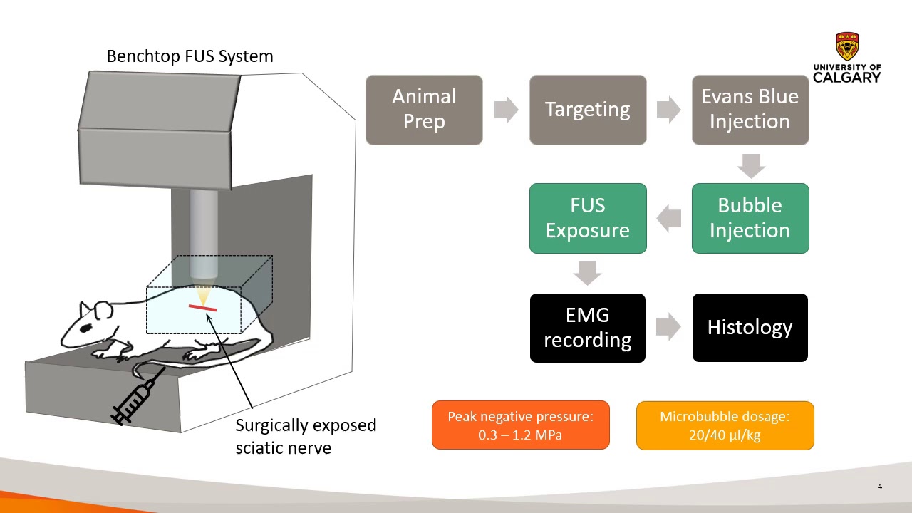 Bing - The Feasibility of Blood-Nerve Barrier Disruption Using FUS and Microbubbles (Poster) (2020)
