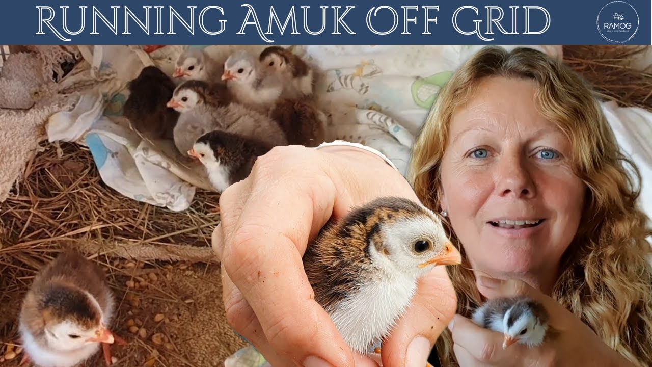 Holy Hatching Keets!  The Pros and Cons of Keeping Guinea Fowl.
