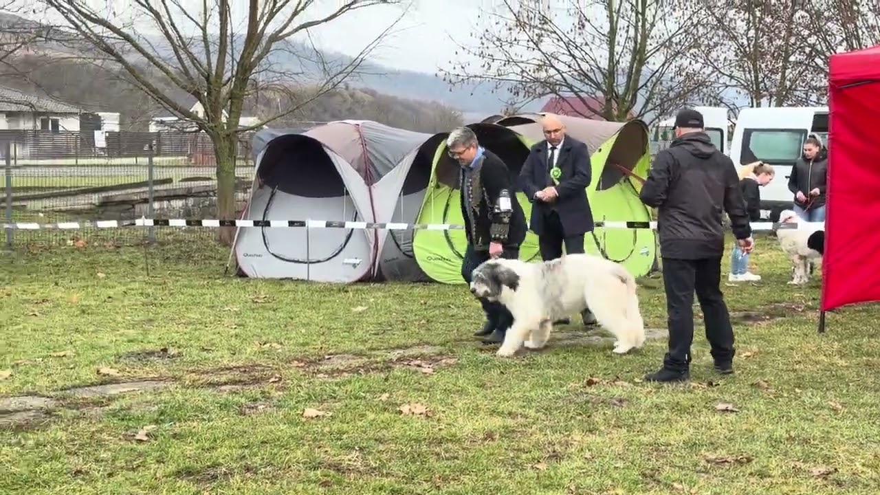 Ciobănesc Românesc Mioritic #dog #dogcoach #foryou #puppy #viral 
