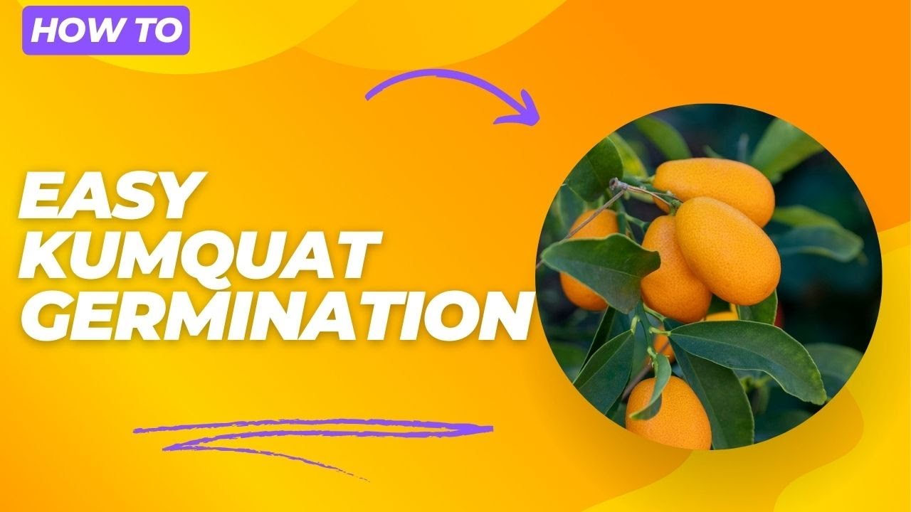 Germinating Kumquat Seeds