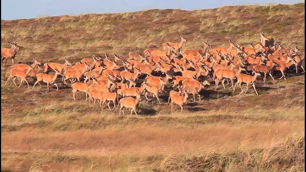 2015.09.19 Forstyrrelse af kronvildt i Nationalpark Thy