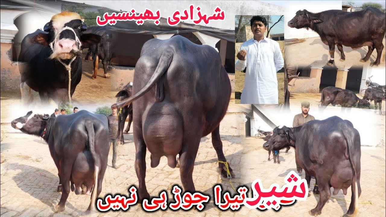 احمدشیرعلی260گ ب|7ٹاپ کلاس بھینسیں برائےفروخت 09اگست Pure Neli,Nili Ravi Buffalo Sale on Eitfaaq Tv