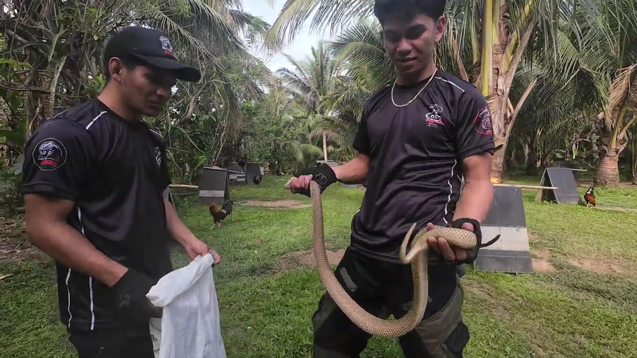 NAPAKALAKING BAKAS NG COBRA#cobraprince 