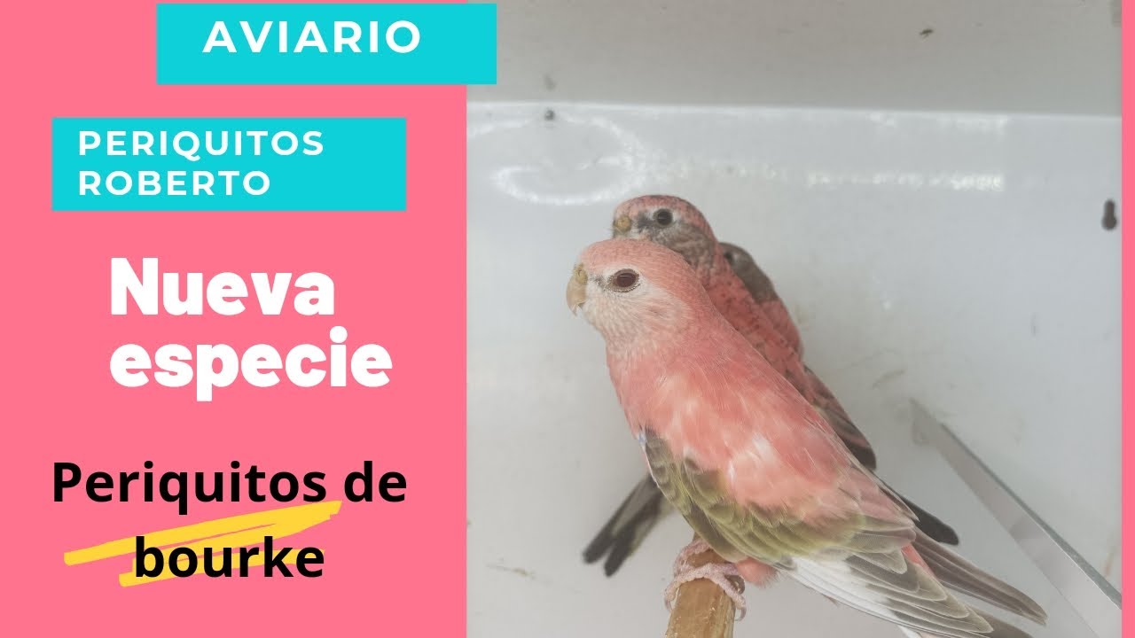 nueva especie en el aviario: periquitos de bourke