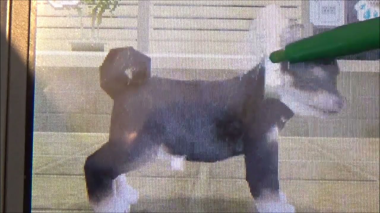 Nintendogs V.L ( Le Grand Soins Quotidien de Naruto + Obéissance Débutant )