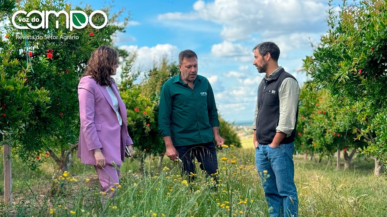 Romã, frutas de caroço e amêndoa: O Trevo privilegia “os seus produtos de excelência”